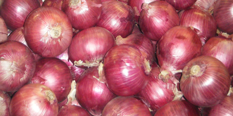 Cebollas Roja